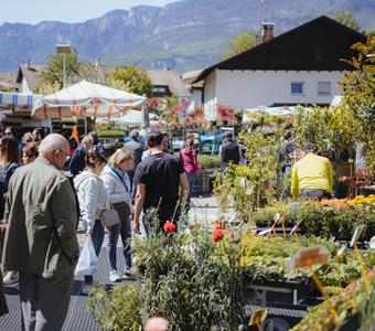 tgcastelfeder-markusmarkt-monsorno-6601